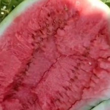 山西万荣黄河滩西瓜金城5，金花六，甜王，皮薄瓤甜货源充足