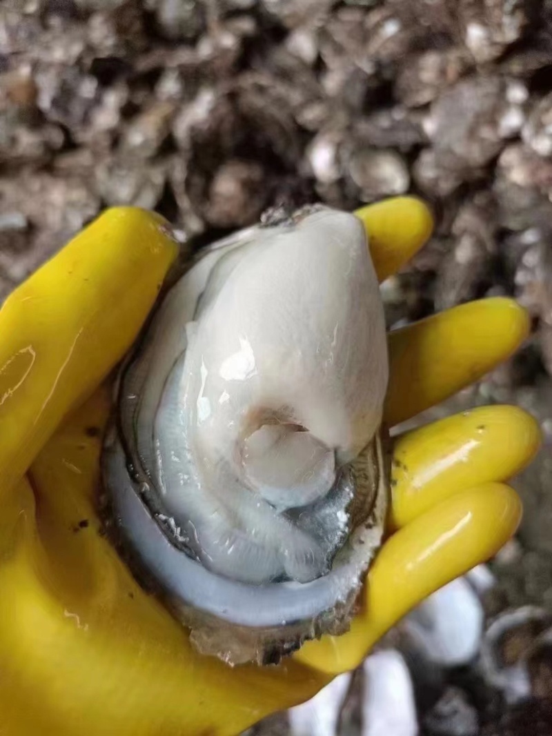 饶平汫洲鲜蚝烧烤当季海蛎子牡蛎带壳生蚝半壳生蚝批发