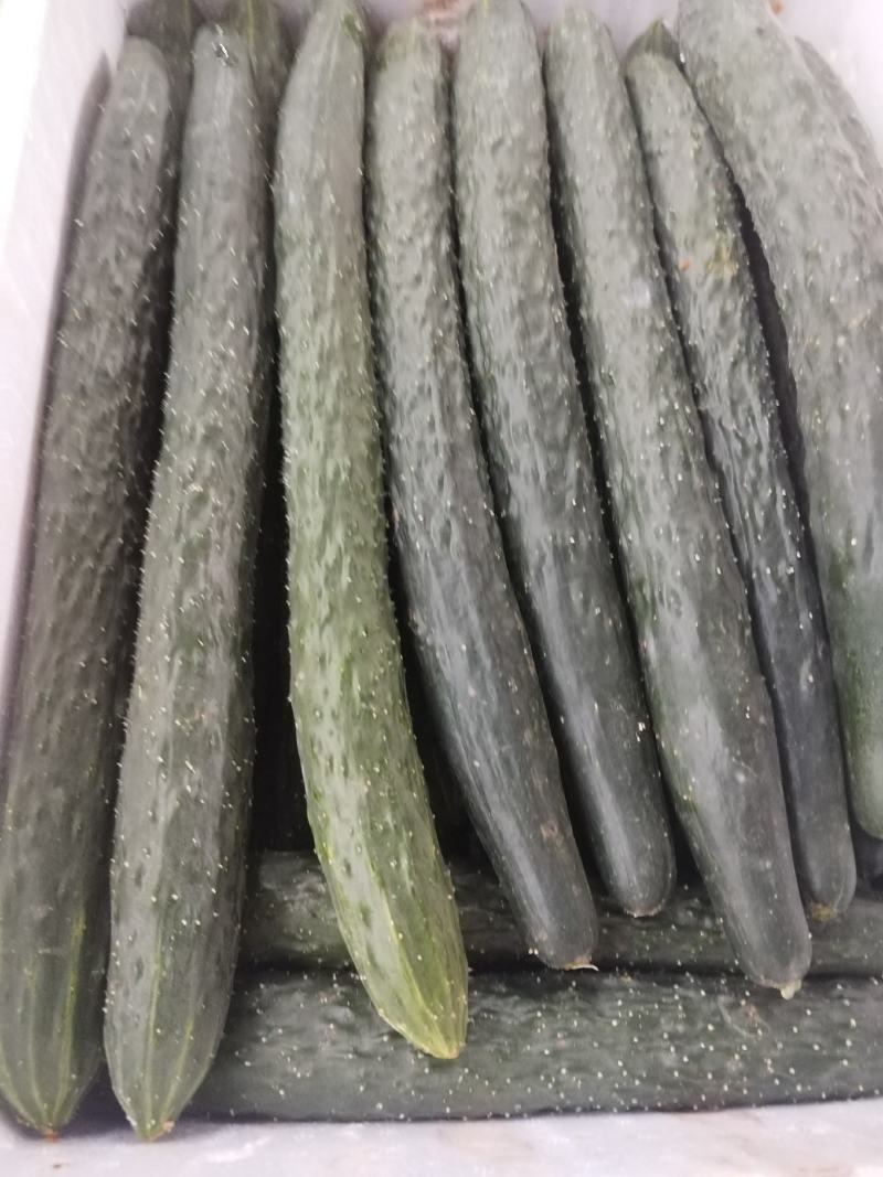 利川市富硒艳白黄瓜，密刺青黄瓜质量好口感青脆