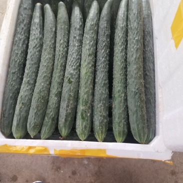 利川市富硒艳白黄瓜，密刺青黄瓜质量好口感青脆
