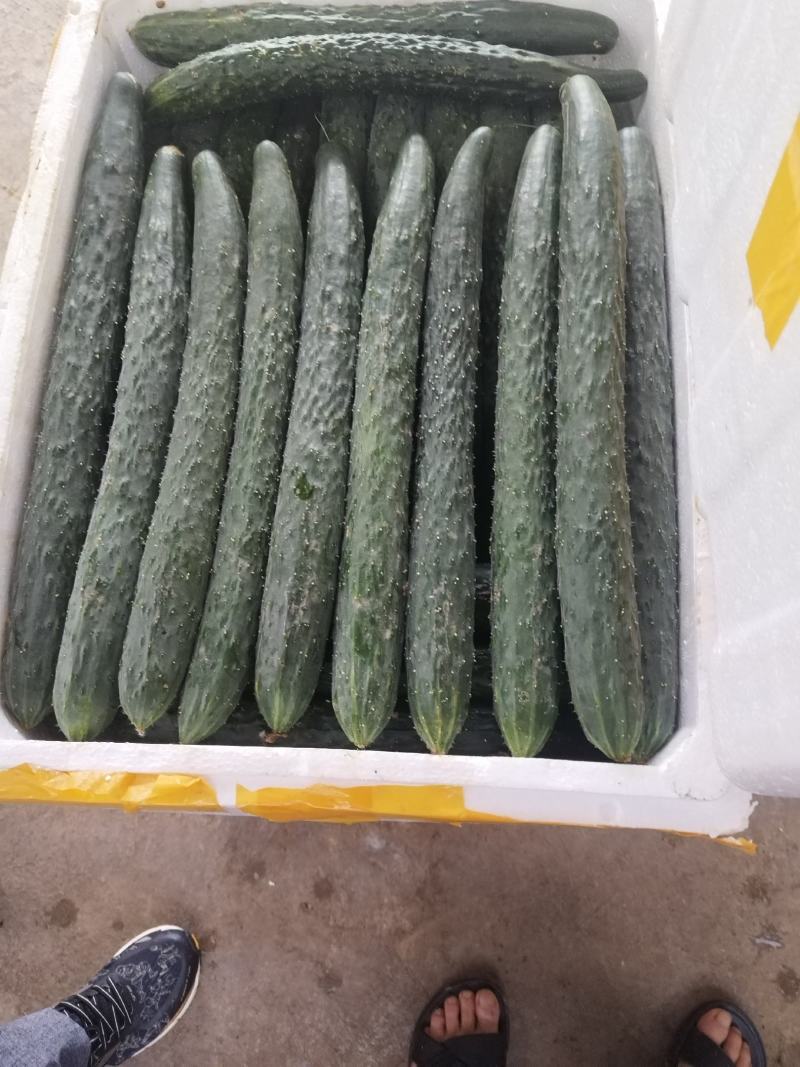 利川市富硒艳白黄瓜，密刺青黄瓜质量好口感青脆
