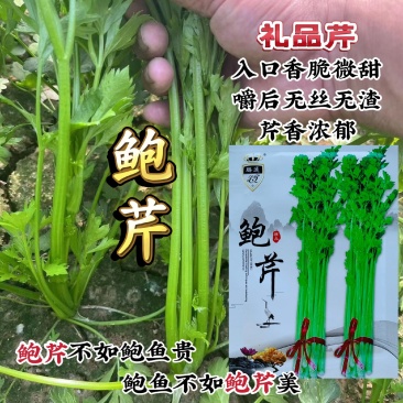 鲍芹种子礼品芹菜种子高品质芹菜基地专用芹菜籽芹香浓郁