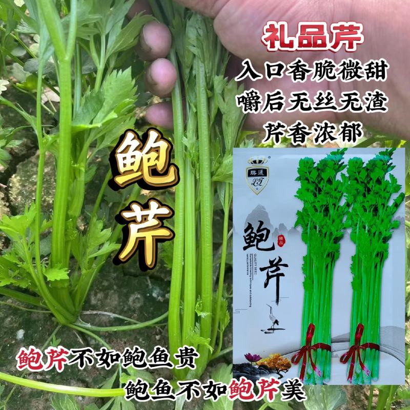 鲍芹种子礼品芹菜种子高品质芹菜基地专用芹菜籽芹香浓郁