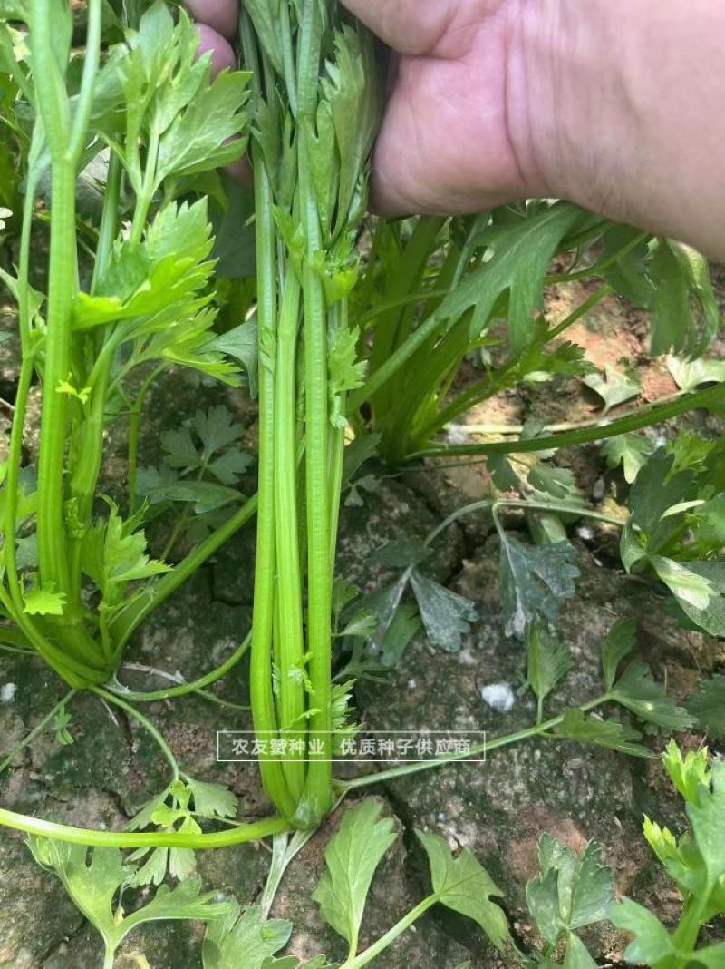 鲍芹种子礼品芹菜种子高品质芹菜基地专用芹菜籽芹香浓郁