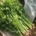 鲍芹种子礼品芹菜种子高品质芹菜基地专用芹菜籽芹香浓郁