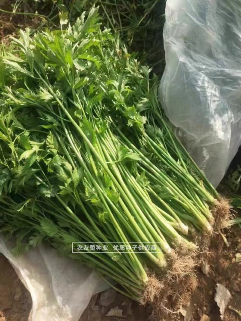 鲍芹种子礼品芹菜种子高品质芹菜基地专用芹菜籽芹香浓郁