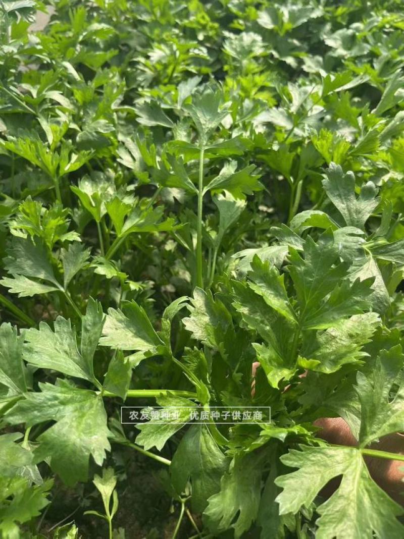 鲍芹种子礼品芹菜种子高品质芹菜基地专用芹菜籽芹香浓郁