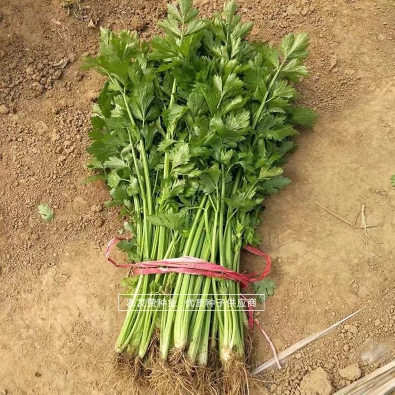 鲍芹种子礼品芹菜种子高品质芹菜基地专用芹菜籽芹香浓郁