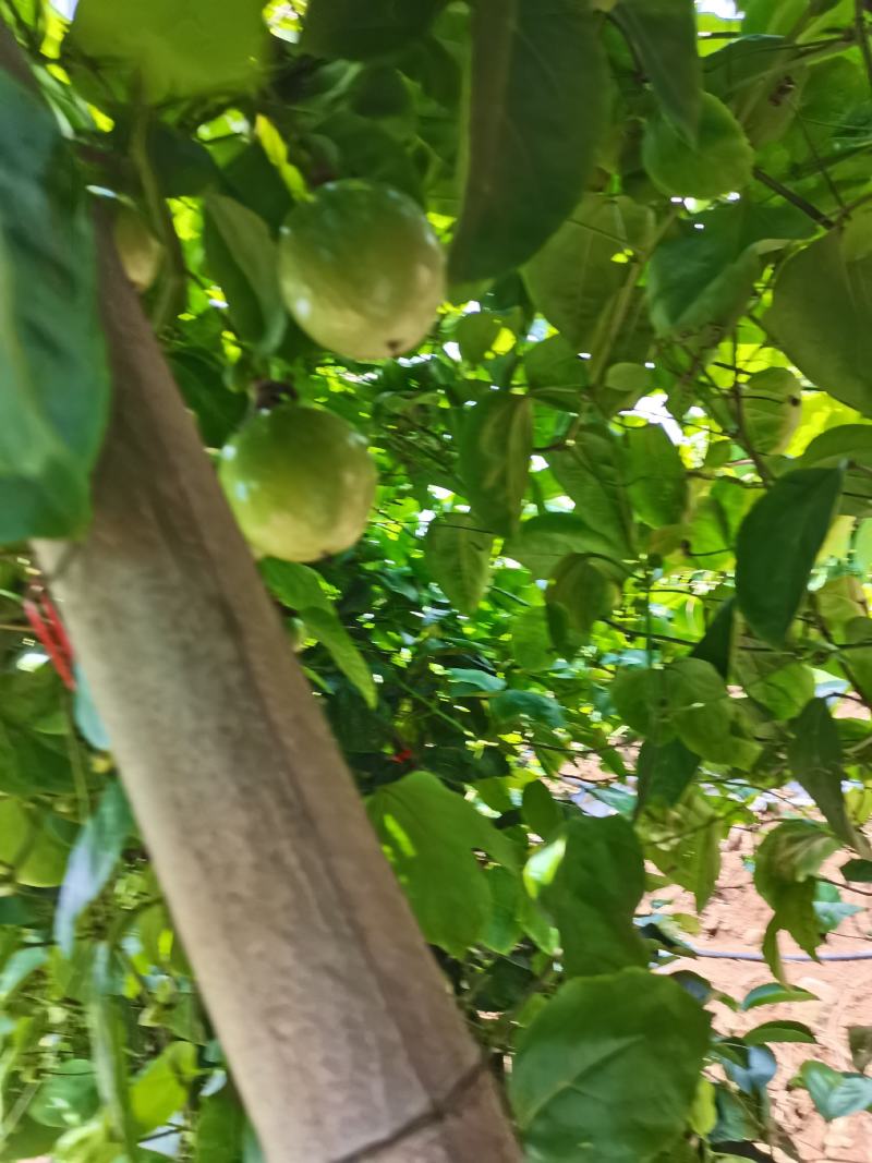 百香果产地直接发货欢迎来电咨询也可视频看货