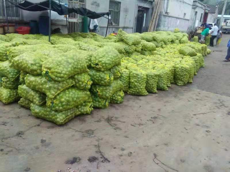 青皮核桃堆放在竹筐中，表面带有湿润泥土，部分已剥开露出白色核桃仁