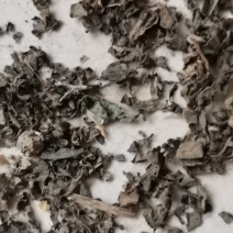 自然晒干的马齿苋