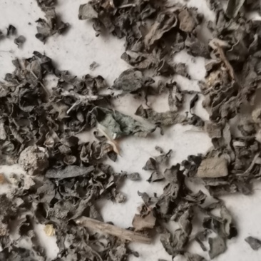自然晒干的马齿苋