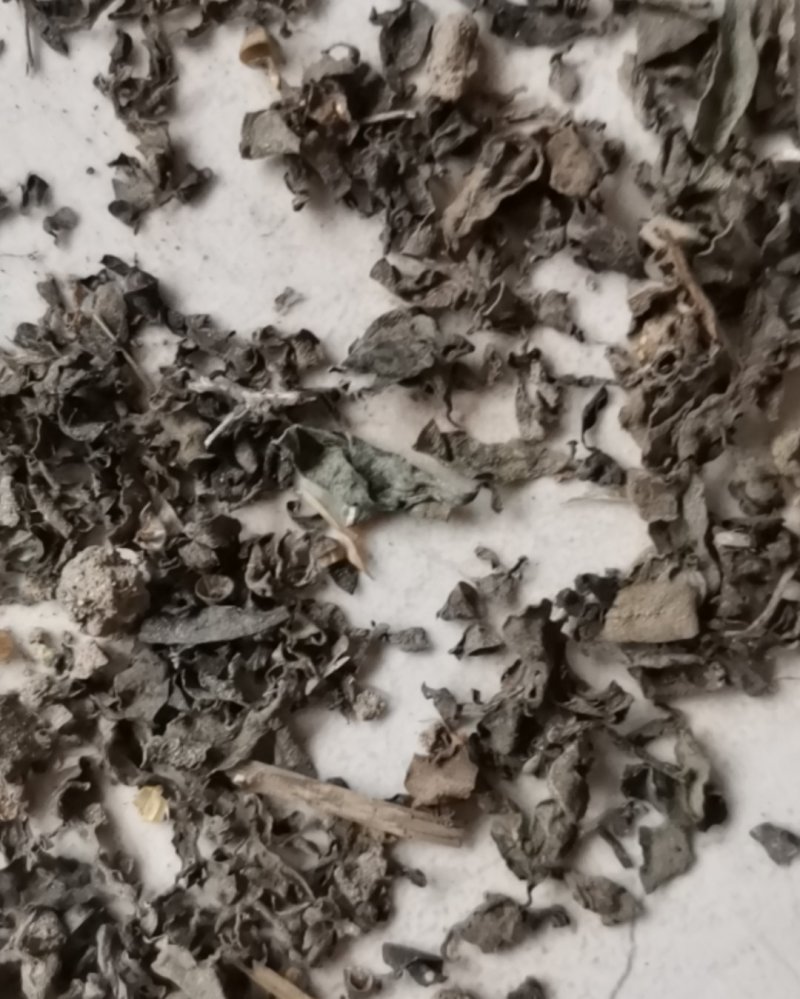 自然晒干的马齿苋