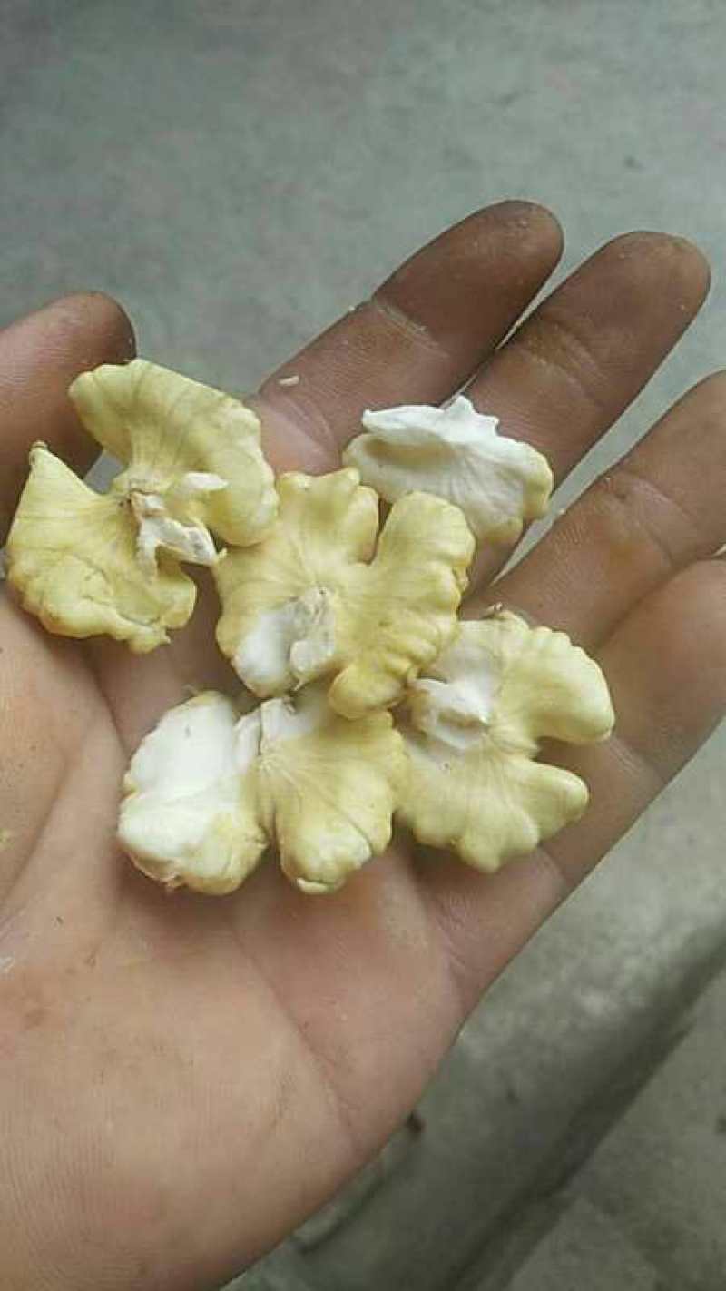青皮核桃，大量供货上市，青皮核桃，支持全国接单发货可自提