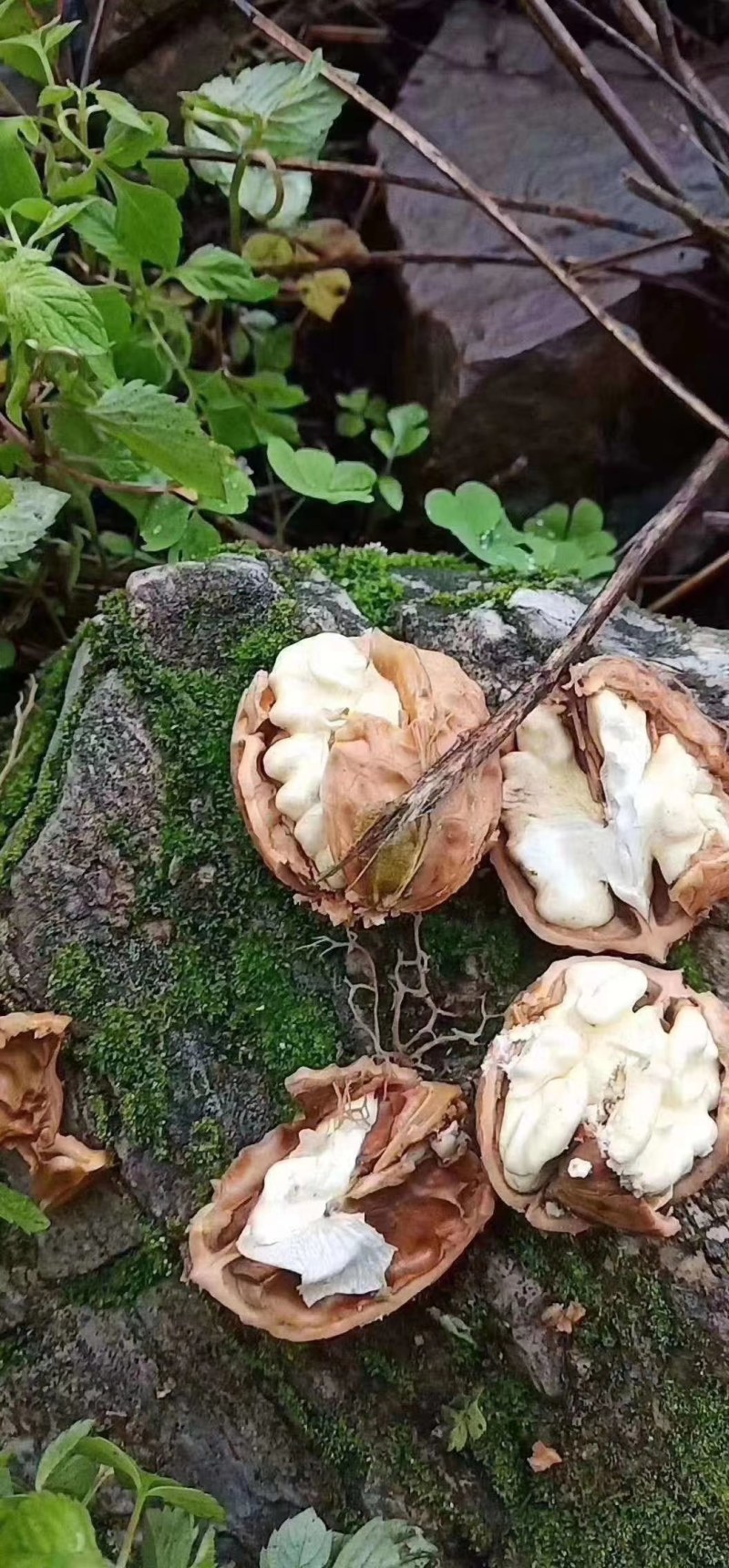 青皮核桃，大量供货上市，青皮核桃，支持全国接单发货可自提