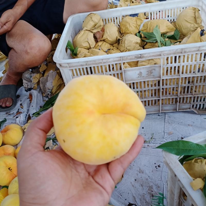 黄金蟠桃上市，欢迎批发零售