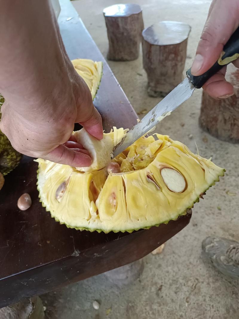 金包无胶菠萝蜜广东茂名菠萝蜜，常年大量供货随到随装代发