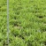 纯紫花中宽叶白芨驯化苗，规格1公分起，1.5公分起