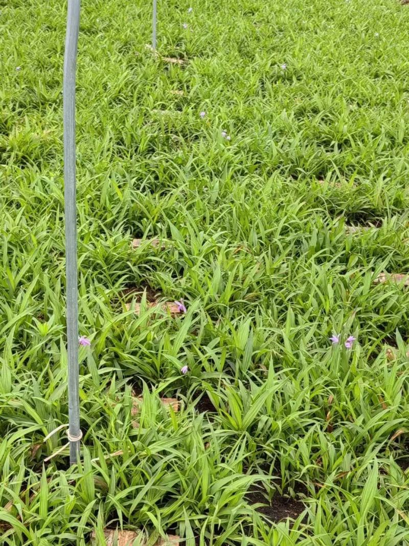 纯紫花中宽叶白芨驯化苗，规格1公分起，1.5公分起