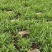 纯紫花中宽叶白芨驯化苗，规格1公分起，1.5公分起