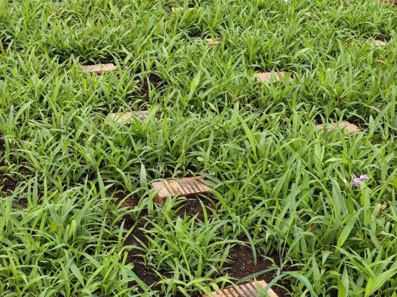 纯紫花中宽叶白芨驯化苗，规格1公分起，1.5公分起