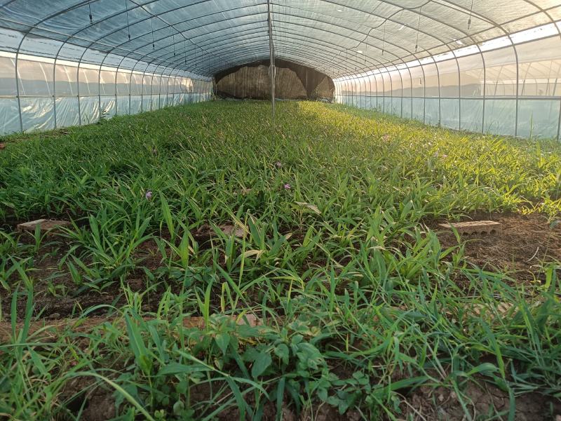 纯紫花中宽叶白芨驯化苗，规格1公分起，1.5公分起