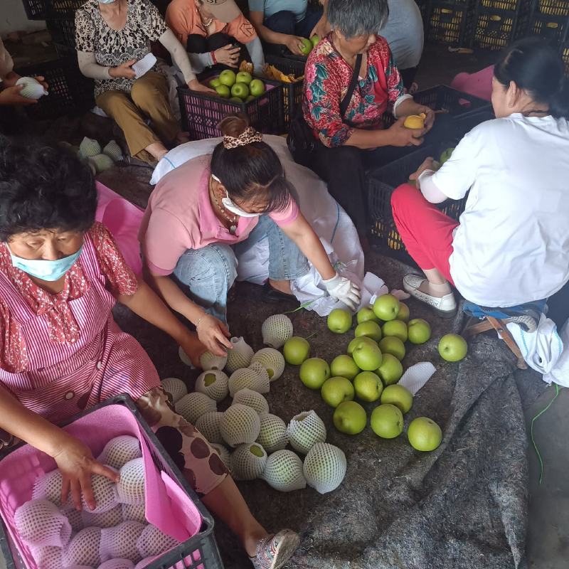 皇冠梨，大量发货，口感甜，货源充足，保质保甜