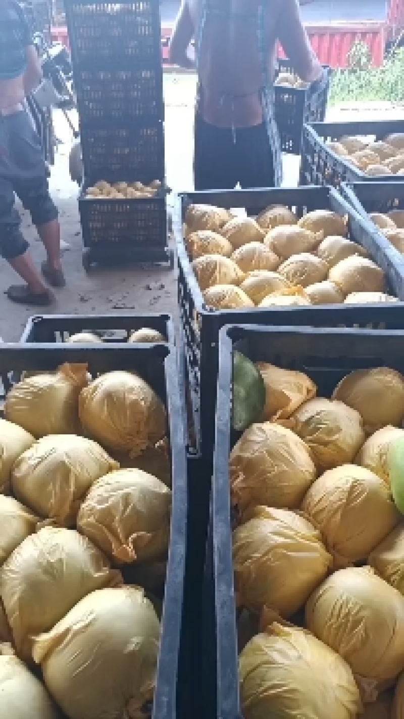 翠玉大量有货，质量好货源充足口感脆甜
