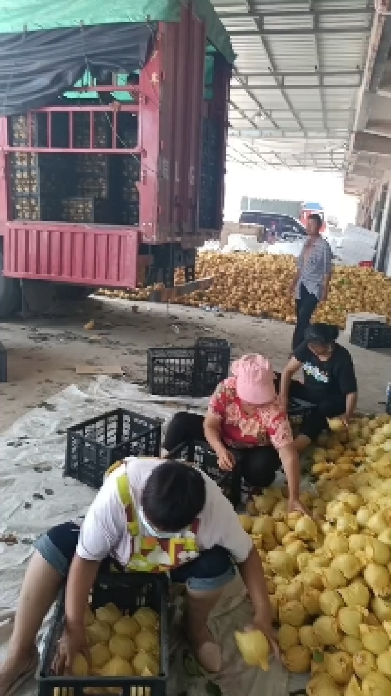 翠玉大量有货，质量好货源充足口感脆甜