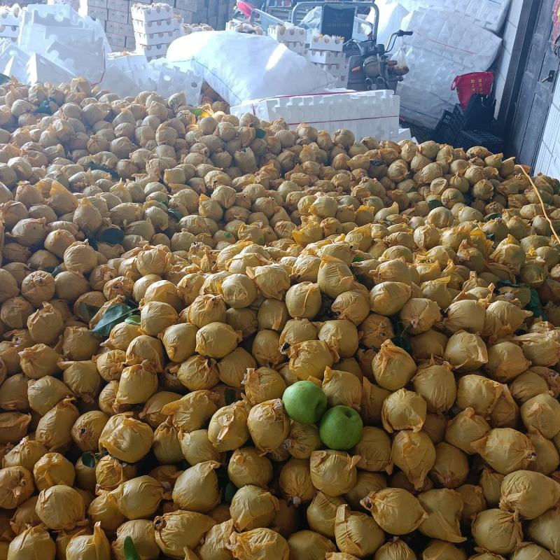 翠玉大量有货，质量好货源充足口感脆甜