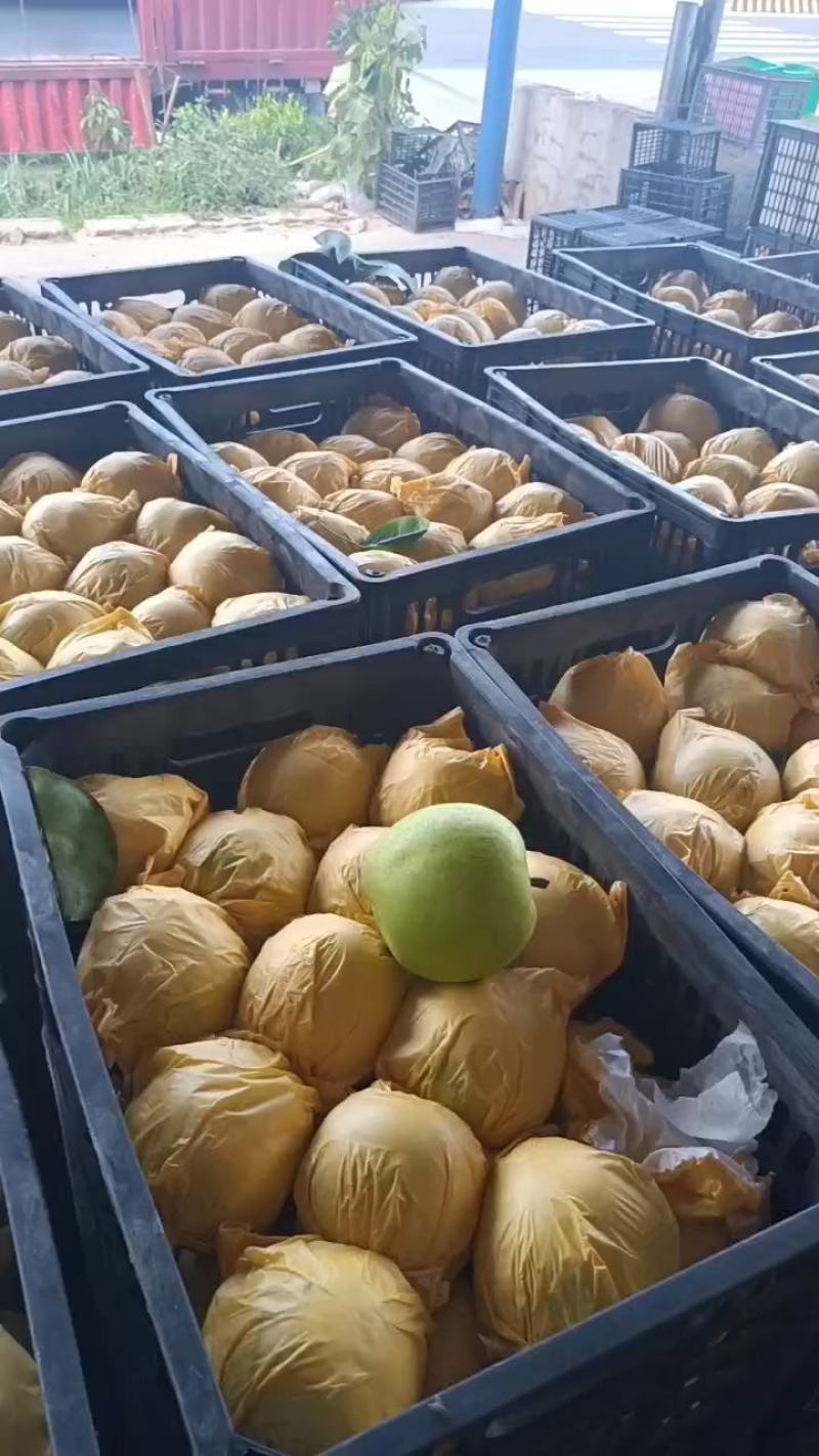 翠玉大量有货，质量好货源充足口感脆甜