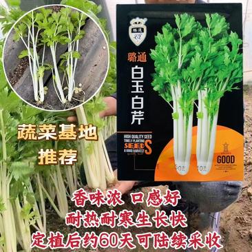 蔬菜基地专用白芹种子香味浓杆洁白耐热耐寒白色芹菜种子