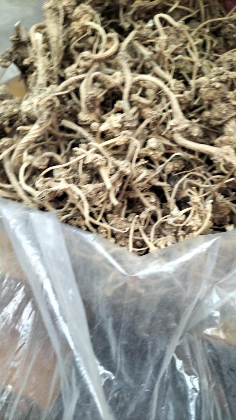 野生珠子参纽子七珍贵药材数量有限欢迎联系