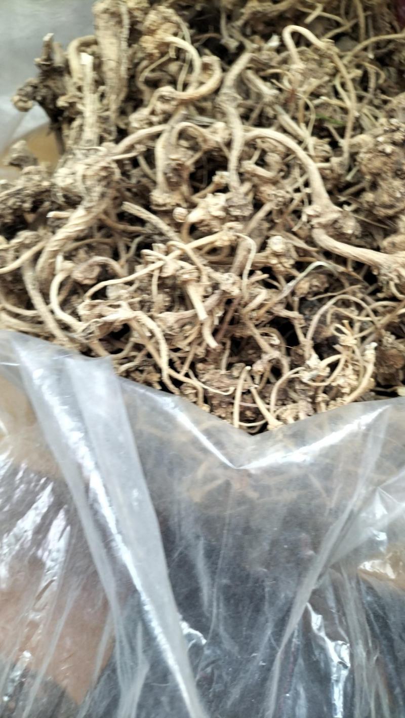野生珠子参纽子七珍贵药材数量有限欢迎联系