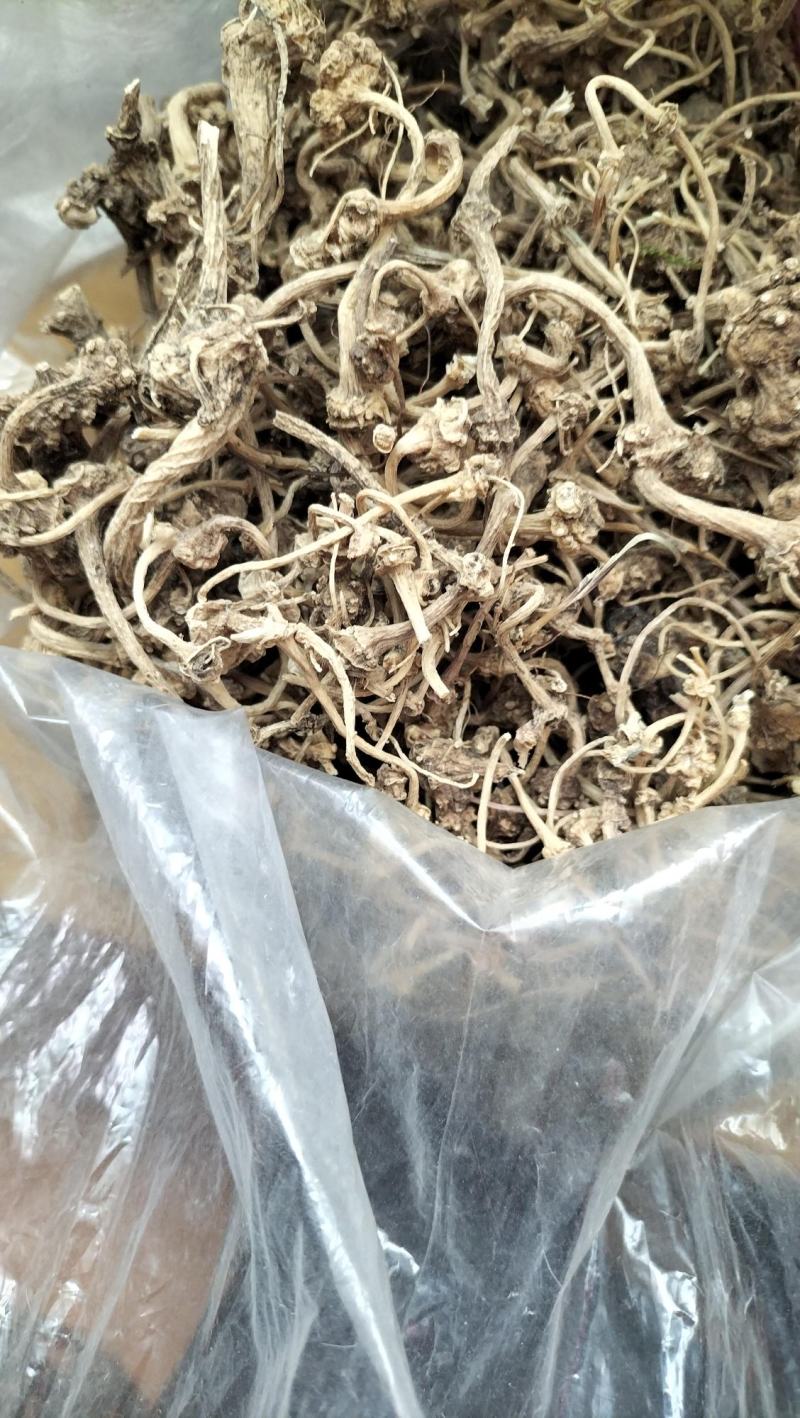 野生珠子参纽子七珍贵药材数量有限欢迎联系