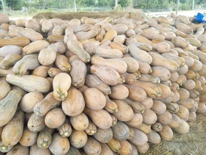 蜜本南瓜，广东老南瓜产地直发价便宜欢迎联系