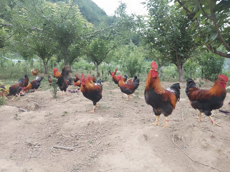 放养土鸡，五黑，麻羽，芦花，怀特鸡