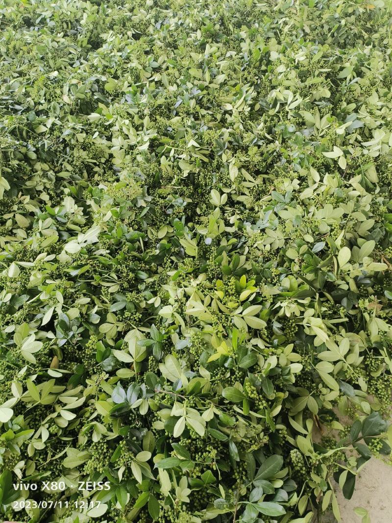 青花椒