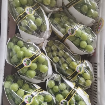 阳光玫瑰
