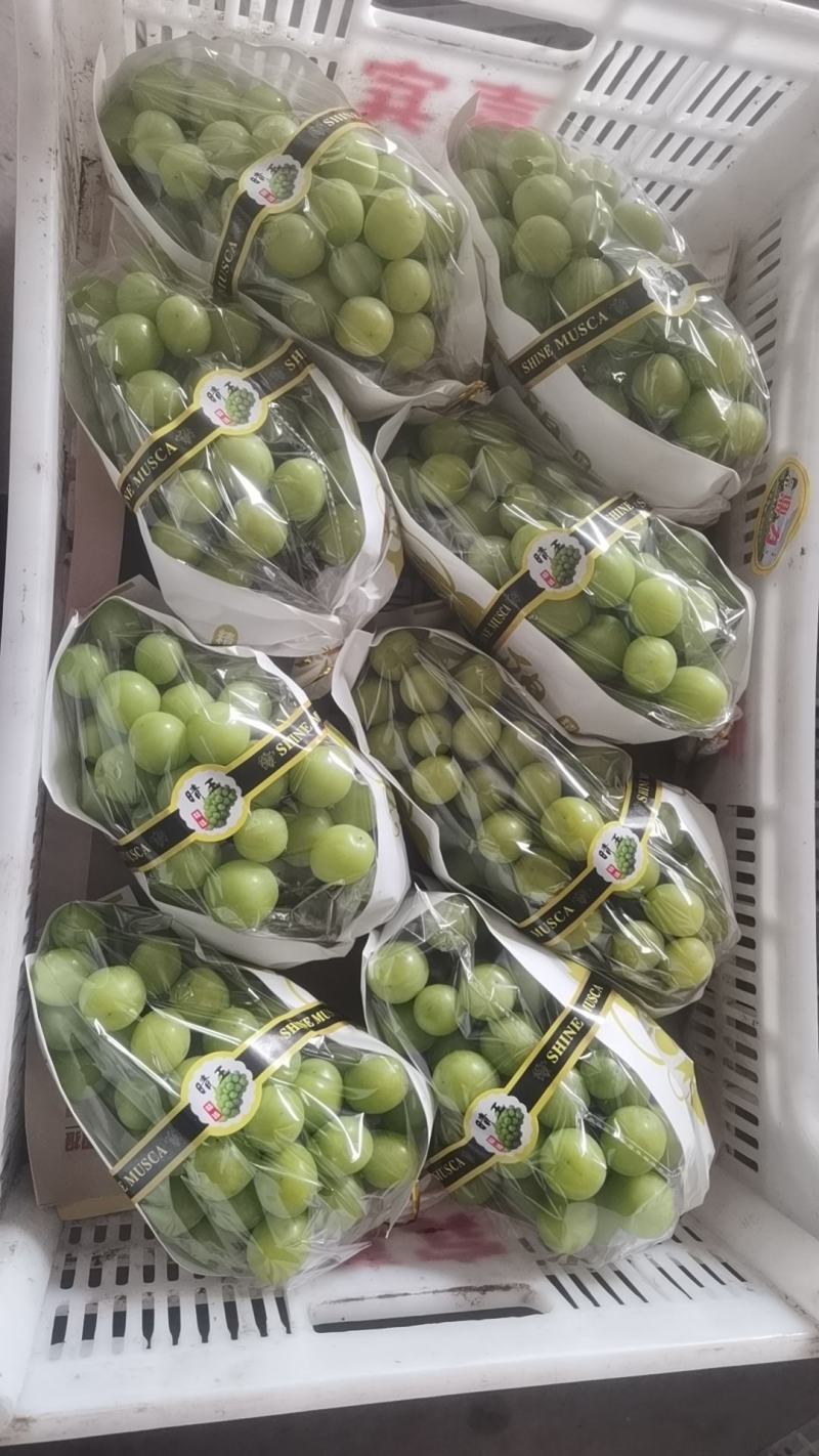 阳光玫瑰