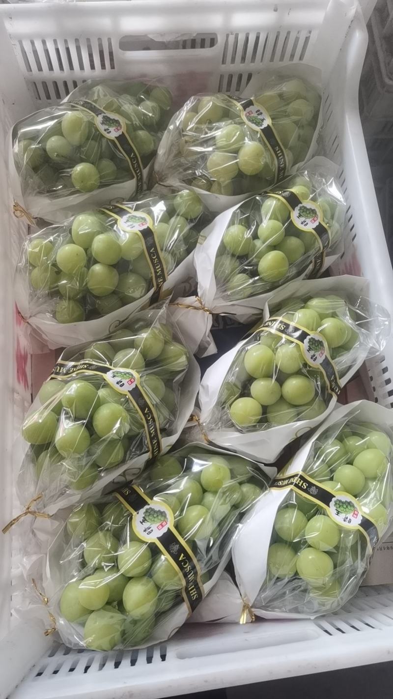 阳光玫瑰