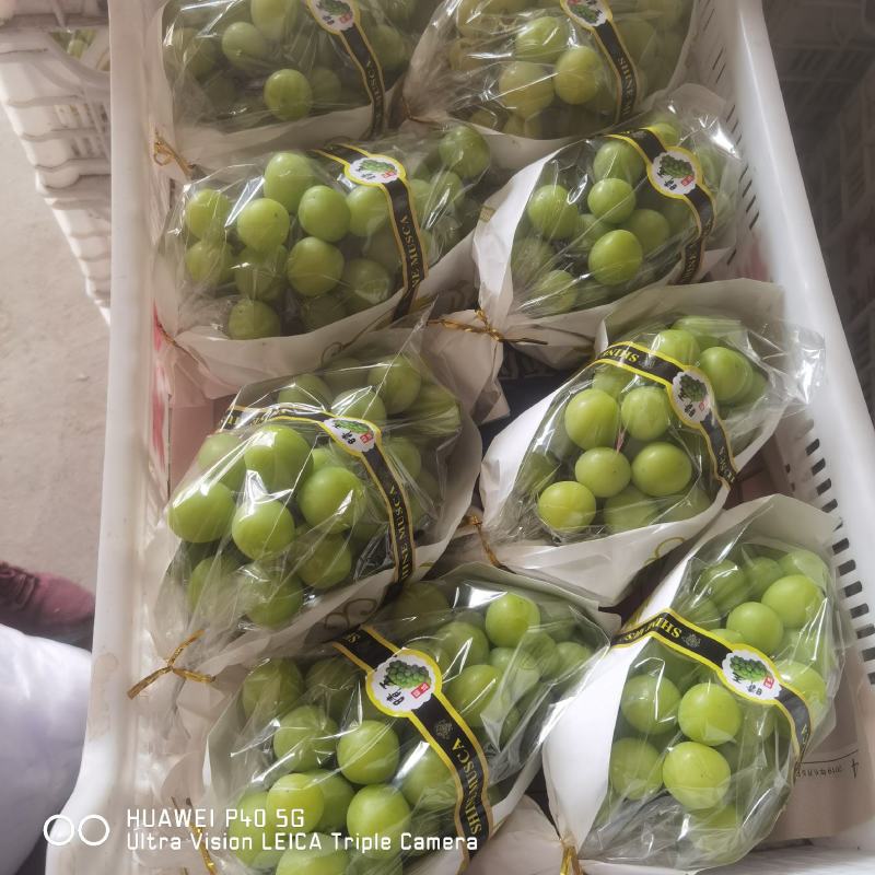 阳光玫瑰