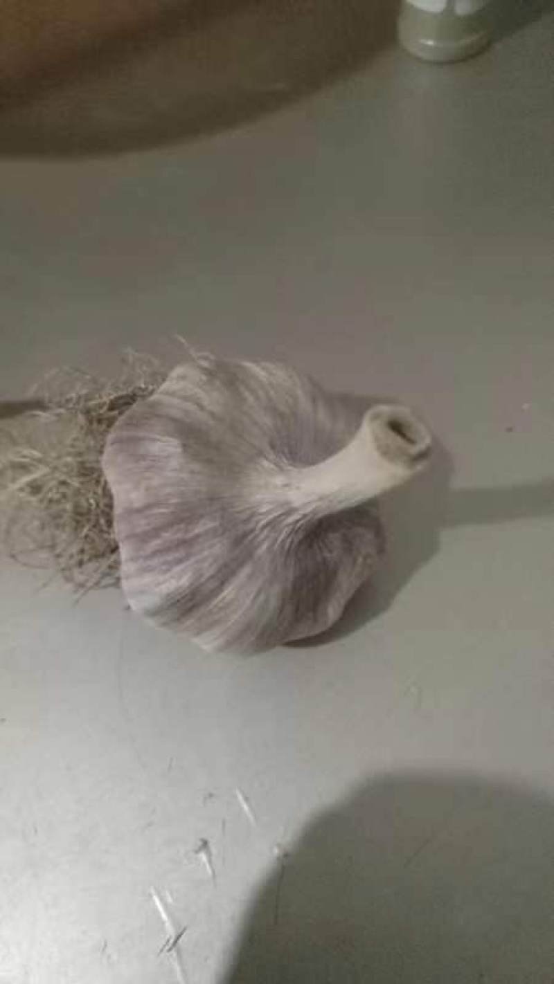 【推荐】山东济南白桥大青稞大蒜种子，品质优良！货源充足！