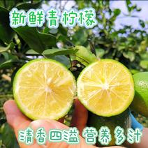 广东湛江鲜柠檬/香水柠檬/基地发货全国发货/保质保量商超档口