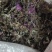 中药材风柜斗草干货统货，有需要多少联系我。全国发货