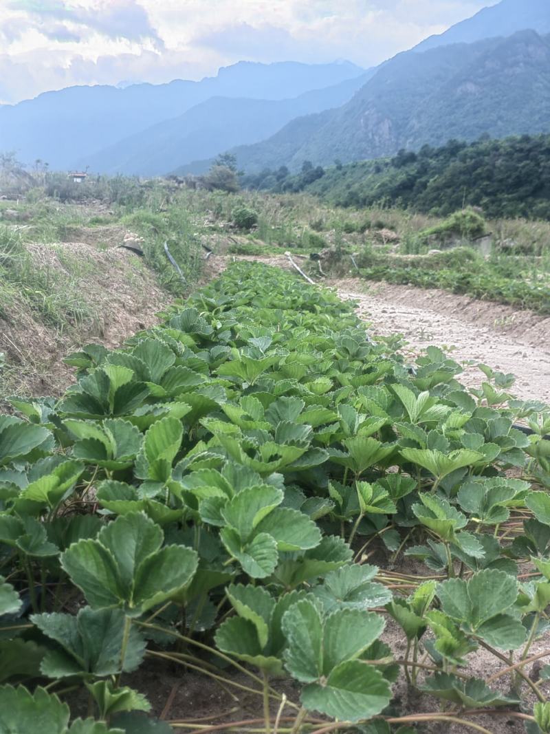 出售黔莓一号，红颜草莓苗