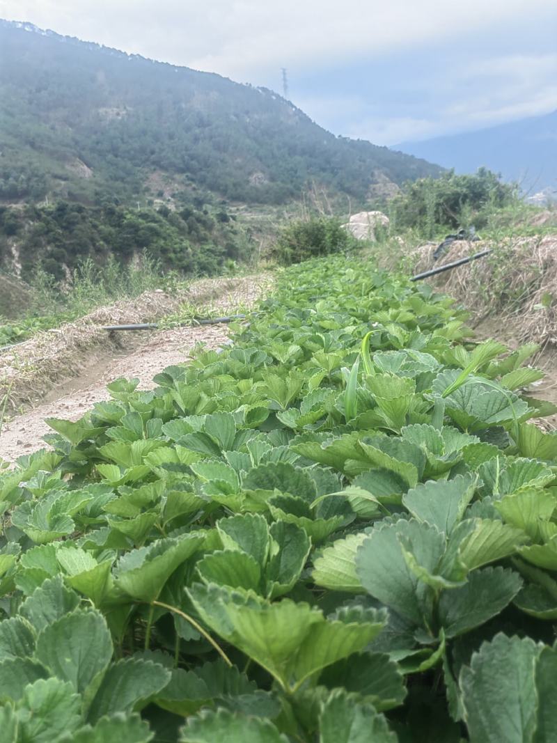 出售黔莓一号，红颜草莓苗