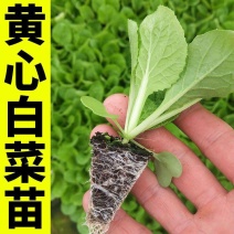白菜苗各种蔬菜水果苗预定正规苗厂保活专业团队移栽包回收