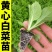 白菜苗各种蔬菜水果苗预定正规苗厂保活专业团队移栽包回收