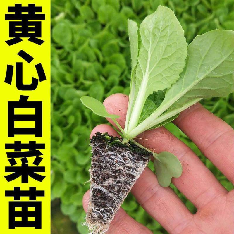 白菜苗各种蔬菜水果苗预定正规苗厂保活专业团队移栽包回收